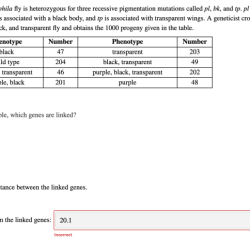 A female drosophila fly is heterozygous