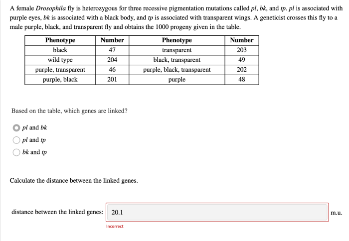 A female drosophila fly is heterozygous