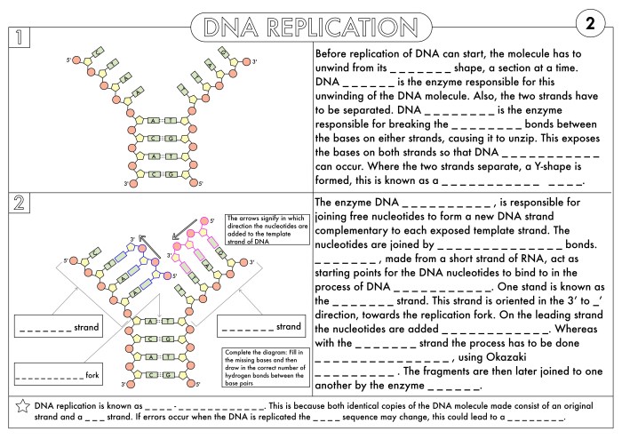 Mutations worksheet answer key biology