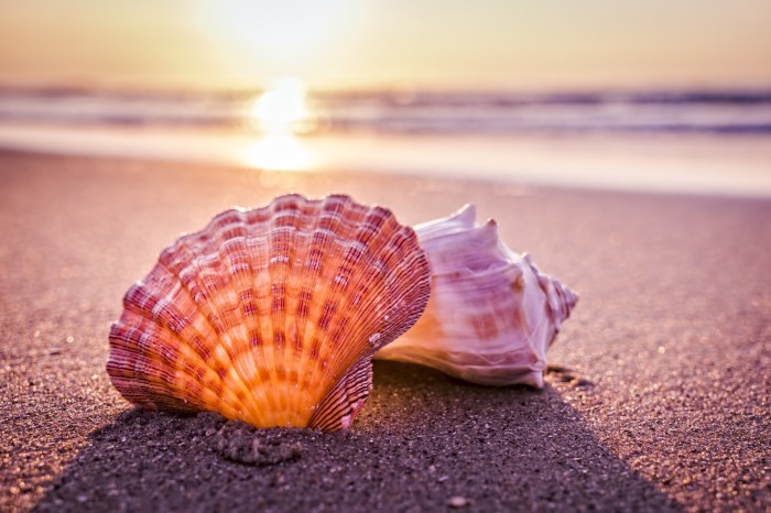 The shells of sanibel island answer key