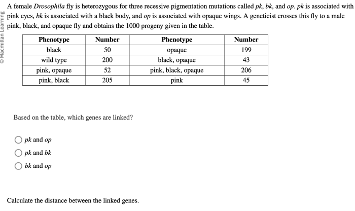 Solved heterozygous drosophila fly female transcribed problem text been show has