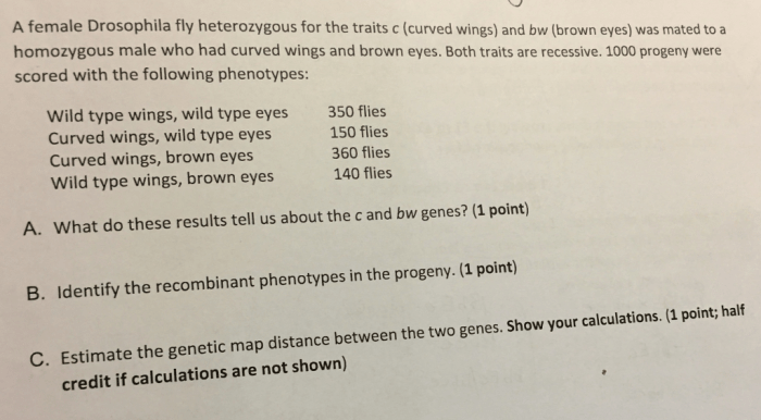 Drosophila heterozygous given pigmentation recessive mutations