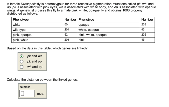 A female drosophila fly is heterozygous