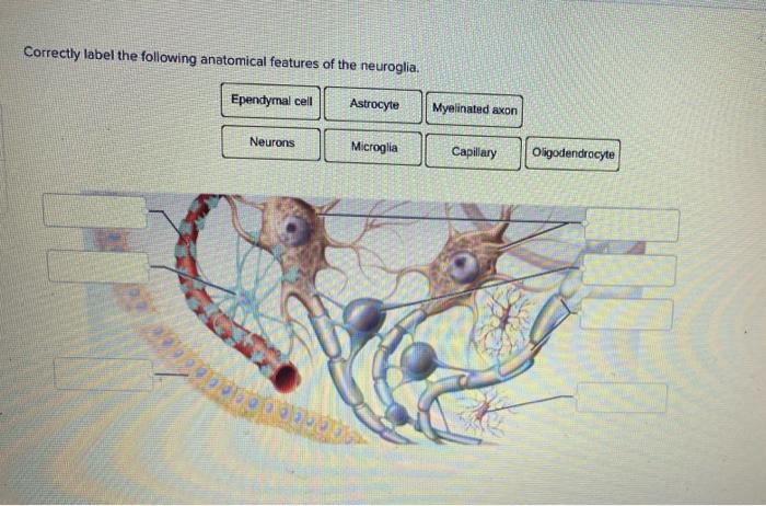 Correctly label the following anatomical features of the neuroglia