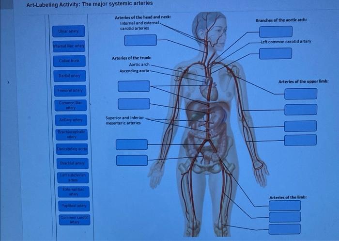 Art-labeling activity: the major systemic arteries