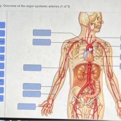 Arteries veins labeled organs circulatory körper anatomie physiology clipartbest artery abdominal overview heart physiologie menschlicher