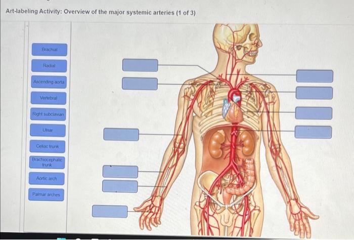 Arteries veins labeled organs circulatory körper anatomie physiology clipartbest artery abdominal overview heart physiologie menschlicher