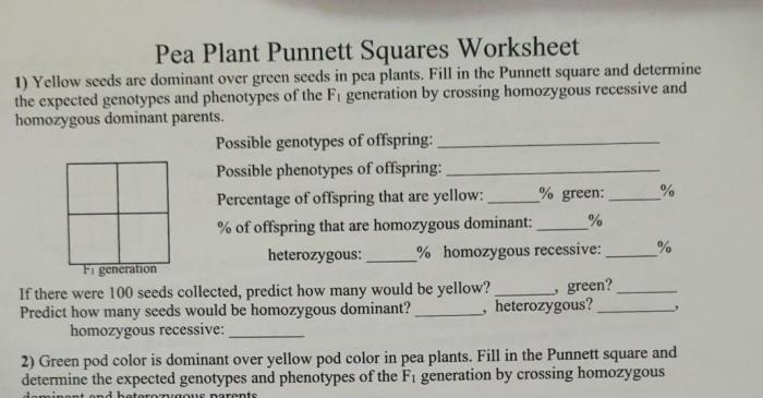 Pea plant punnett square worksheet answer key