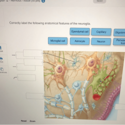 Correctly label anatomical features following neuroglia solved quiz lab system transcribed problem text been show has