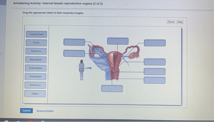 Art-labeling activity internal organs of the female reproductive system