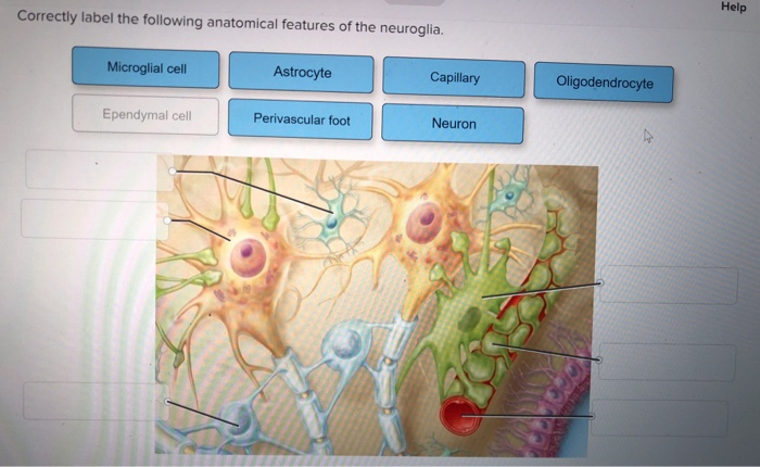 Correctly label the following anatomical features of the neuroglia