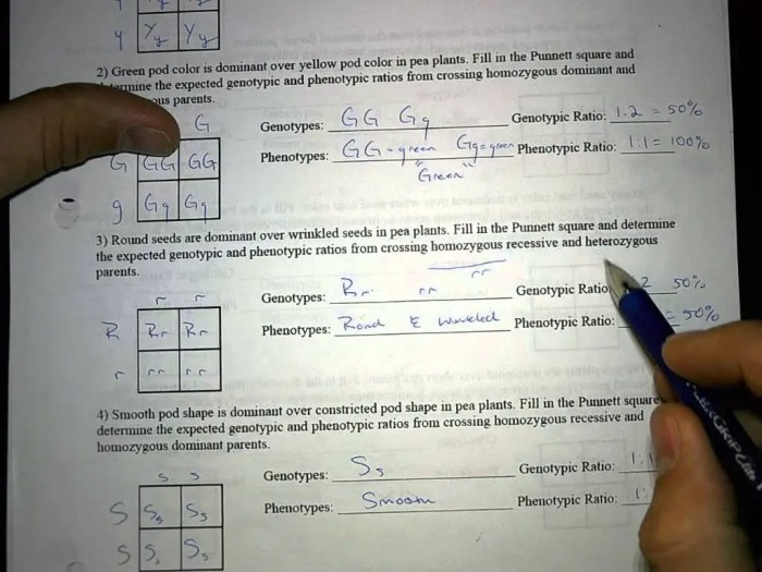 Pea plant punnett square worksheet answer key