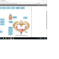 Art-labeling activity internal organs of the female reproductive system