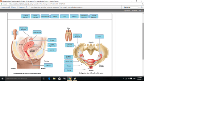 Art-labeling activity internal organs of the female reproductive system