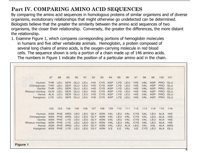 Amino acid sequences and evolutionary relationships answer key