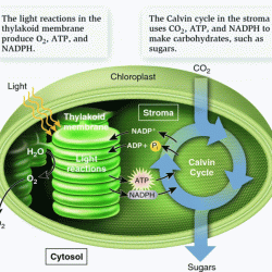 Photosystem photosynthesis diagram photosystems biology ps1 light reactions ii chapter topic kvhs independent mr science amazing green перейти